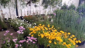 Horticultural Sale - July timed online auction