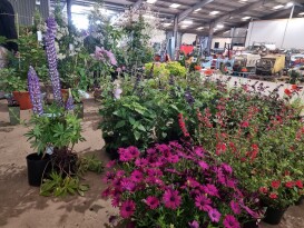 Horticultural Sale - May timed online auction