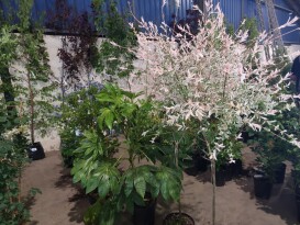 Horticultural Sale - August timed online auction