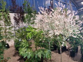 Horticultural Sale - October timed online auction