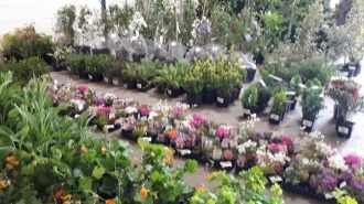 Horticultural Sale - February timed online auction