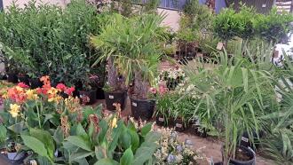 Horticultural Sale July timed online auction