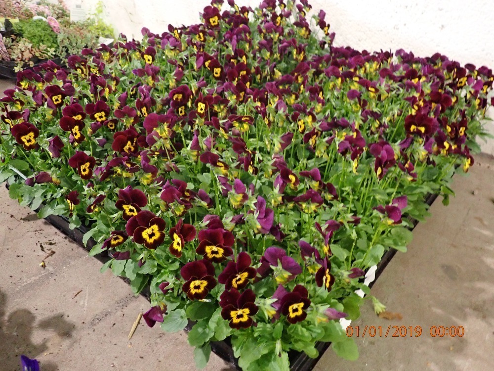 80 x winter flowering Viola Horticultural Sale October timed online
