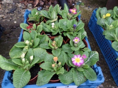 Box of 12 primulas