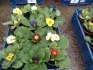 Box of 12 primulas