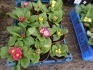 Box of 12 primulas