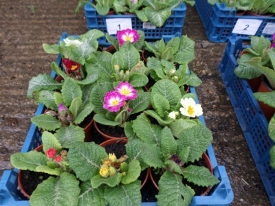 Box of 12 primulas