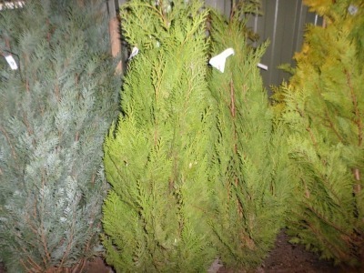 2 x Emerald green pyramid conifers approx 4ft, netted root ball