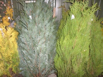 2 x Conifer Pyramid Pelts Blue (glaucous blue) approx 4.5/5ft, netter root ball