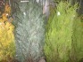 2 x Conifer Pyramid Pelts Blue (glaucous blue) approx 4.5/5ft, netter root ball