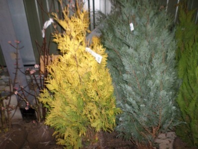 2 x Conifer Westermann Gold approx 4ft, netted root ball