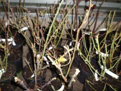 10 x bush roses, mixed varieties, container grown in 4ltr pots