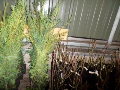 10 x Yew hedging approx 2ft container grown in 1lt pots