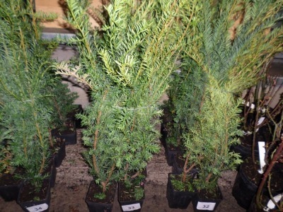 10 x Yew hedging approx 2ft container grown in 1lt pots