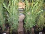 10 x Yew hedging approx 2ft container grown in 1lt pots