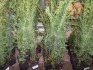 10 x Yew hedging approx 2ft container grown in 1lt pots