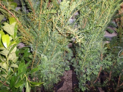 10 x Yew hedging approx 2ft container grown in 1lt pots