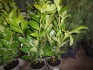 10 x Laurels approx 2ft container grown in 2ltr pots