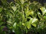 10 x Laurels approx 2ft container grown in 2ltr pots