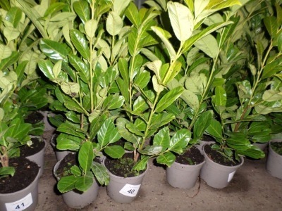 10 x Laurels approx 2ft container grown in 2ltr pots