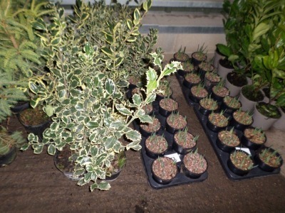 10 x variegated Holly container grown in 2ltr pots