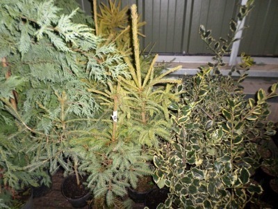 10 x Christmas trees container grown in 2ltr pots