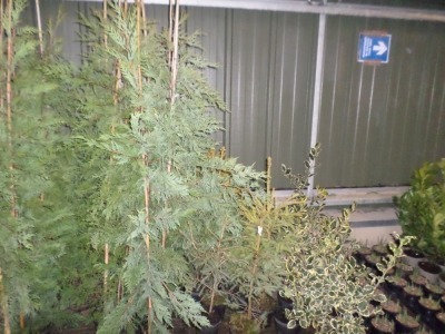10 x green Leylandii approx 5ft, container grown