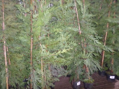 10 x green Leylandii approx 5ft, container grown