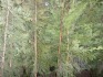 10 x green Leylandii approx 5ft, container grown