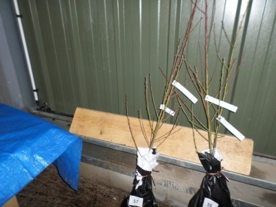 Peach Peregrine and Nectarine Lord Napier, bare rooted