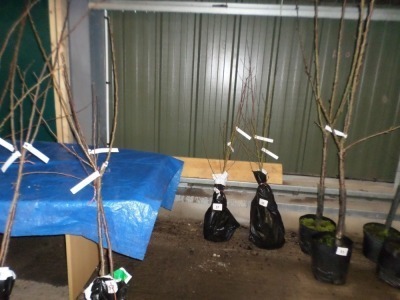 Apple Bramley Seedling (cooker) and Coxes Orange Pippin (eater), bare rooted