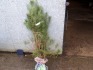 10 Scots pine trees 90-120cm