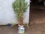 10 Scots pine trees 90-120cm