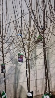 2 x flowering crab apple, Profusion and Tschonski, bare rooted