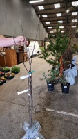 Bramley and Egremont Russet apple trees, bare rooted