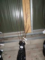 Lord Napier nectarine and Peregrine peach, bare rooted