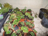 15 x potted strawberry plants