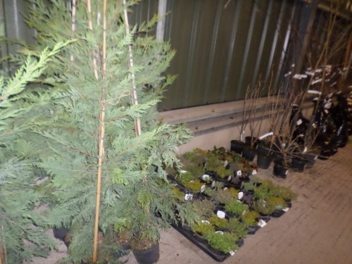 10 x Leylandii container grown approx 5ft