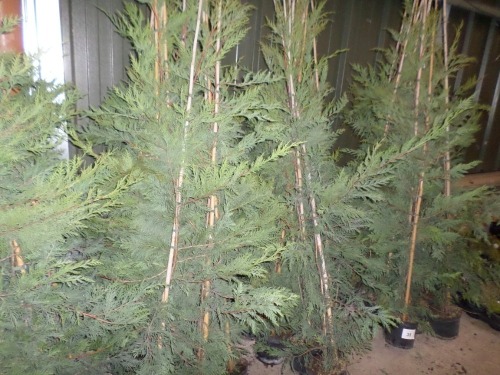 10 x Leylandii container grown approx 5ft