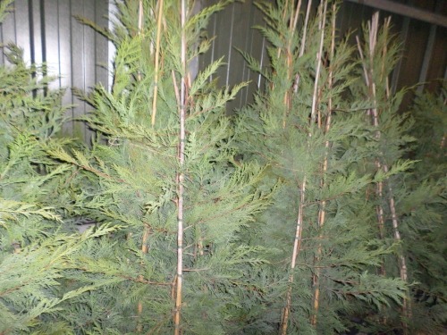 10 x Leylandii container grown approx 5ft