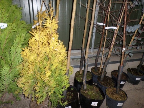 2 x Conifer Westermann Gold, approx 4ft netted rootball