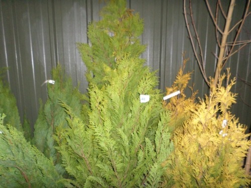 2 x Conifer Stardust Pyramid Gold, aprox 4ft netted rootball