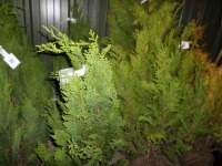 2 x Conifer Emerald Green Pyramid, approx 4ft netted rootball