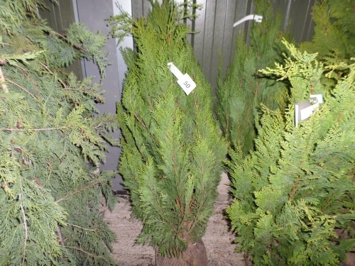 2 x Conifer Emerald Green Pyramid, approx 4ft netted rootball