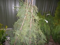 10 x green Leylandii approx 4ft container grown