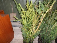 10 x Yew hedging approx 2ft in 1ltr pots, container grown