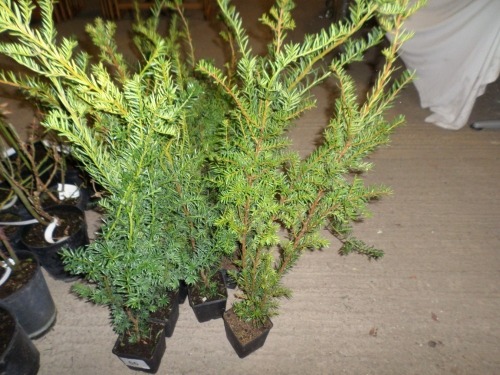 10 x Yew hedging approx 2ft in 1ltr pots, container grown