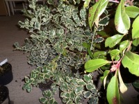 5 x Holly gold or silver variegated in 2lt pot