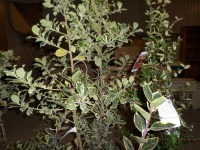 3 x Holly gold and silver variegated, 5ltr pots