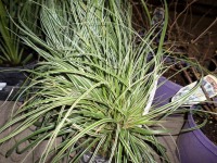 4 x Ocorus variegated ornamental grasses
